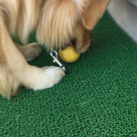 今日のレオ   2・19   欲張りの画像