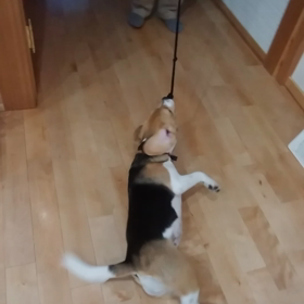 モカの動画の画像