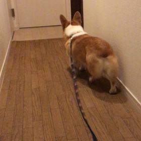 ドアを開けるコギの画像