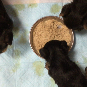 今日から離乳食の画像