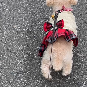 寧々の散歩の画像