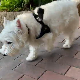 新年初の大濠公園の画像