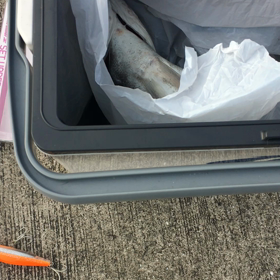 シーバスの画像