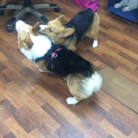 バーディ君&リリーちゃんの画像