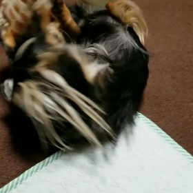 プレドニン減量◇の画像