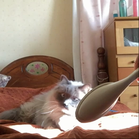 ちょっと逆光ですがの画像