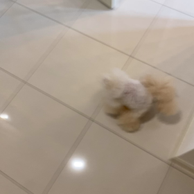 膝蓋骨脱臼　7の画像