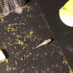 親に似る⁉️の画像