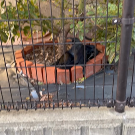 ★カラスくんの喧嘩の画像