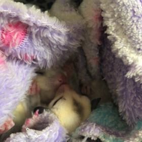 黒耳ちゃんテンパパの画像