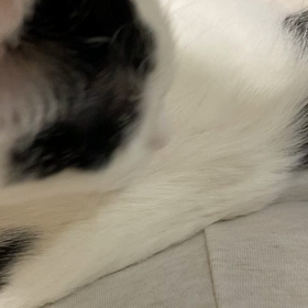 ぺろぺろの画像