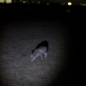 キツネ係長とテリー部長の遊び時間の画像