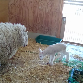 ♡ヒツジの親子♡の画像