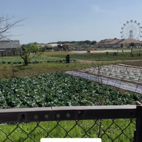 ソレイユの丘やっと到着！！の画像