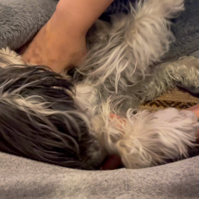 ガウガウを静める方法！の画像