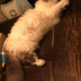 ペロペロ(=^ェ^=)の画像