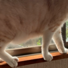 やっぱりの画像