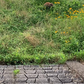 今日のうさんぽの画像