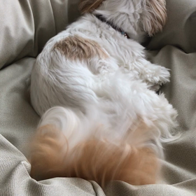 いい夢見てるの画像