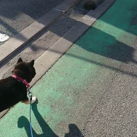 ぺぺちゃん(^^)散歩～の画像