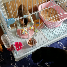 いつものにゃんこの画像