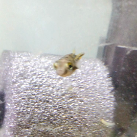 淡水フグの画像