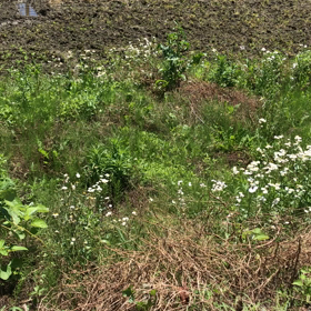 散歩(昨日)の画像