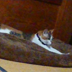 コレクション☆の画像