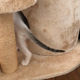 里親様募集中のレオンの画像