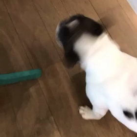 おはようございます(*'▽'*)の画像