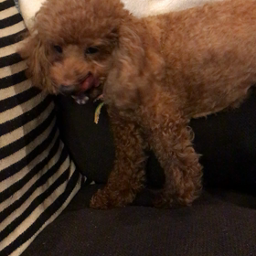 保護犬、トイプードル。の画像