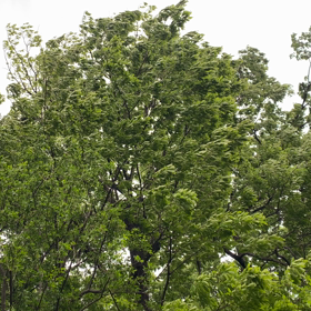 今日は　#アースデイの画像