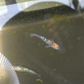 ちらっ┃_ー)ｍの画像