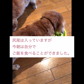 杏花里ちゃん、少し元気になりましたの画像