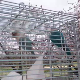 ジュラミル初めてのお花見(動画のみ)の画像