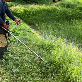 畦の草刈りの画像