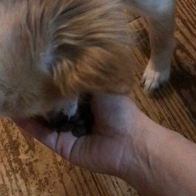 反抗期わんこの画像