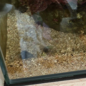 ヤドカリが殻から抜けたの画像