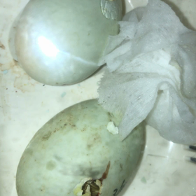 コールダック孵化記録② ハシウチから約7時間の画像