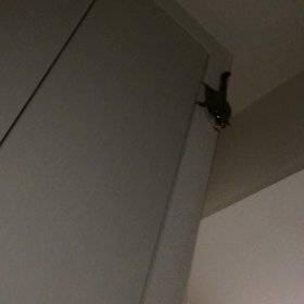 やればできるさくらちんの画像