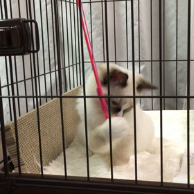 猫を飼いました！の画像