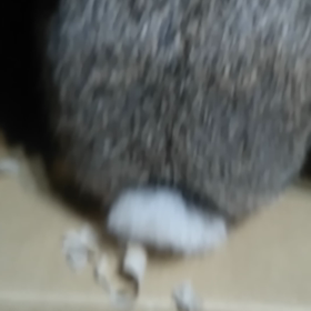 尻が弾むの画像