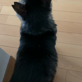 5/25 今日のぱいせん(動画あり)の画像