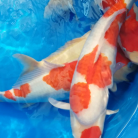 やまぐちにしきごいの画像