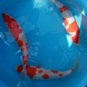 当歳紅白の画像