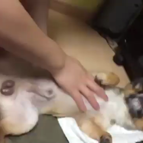 かいかい？の画像