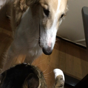 いいの、出ました！の画像