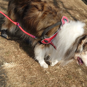 ラフコリー　　メル12歳9ヶ月の画像