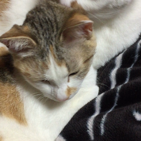 神楽のぺろぺろが気持ちいいうるる❤️の画像