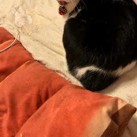 じゃらしの時間の画像